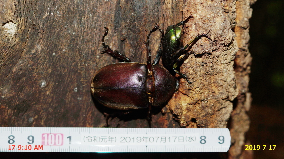カブトムシのオス が 瀕死の状態で見つかりました。: 新・廿日市