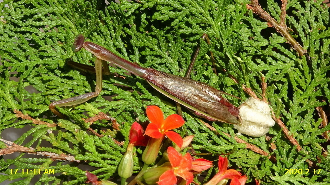 チョウセンカマキリが ついに、３回目の産卵を始めていました。: 新・廿日市市の自然観察（昆虫）