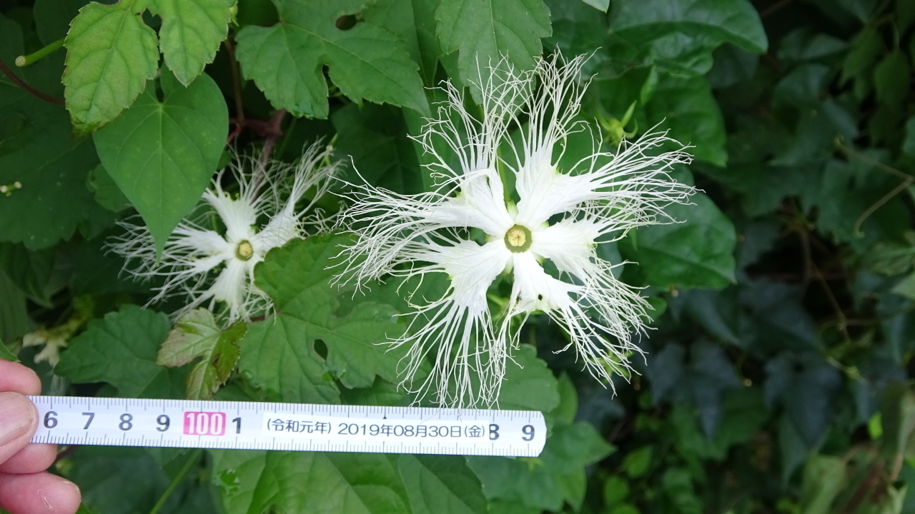 キカラスウリの花 種の管理 栽培に失敗しました 新 廿日市市の自然観察 昆虫