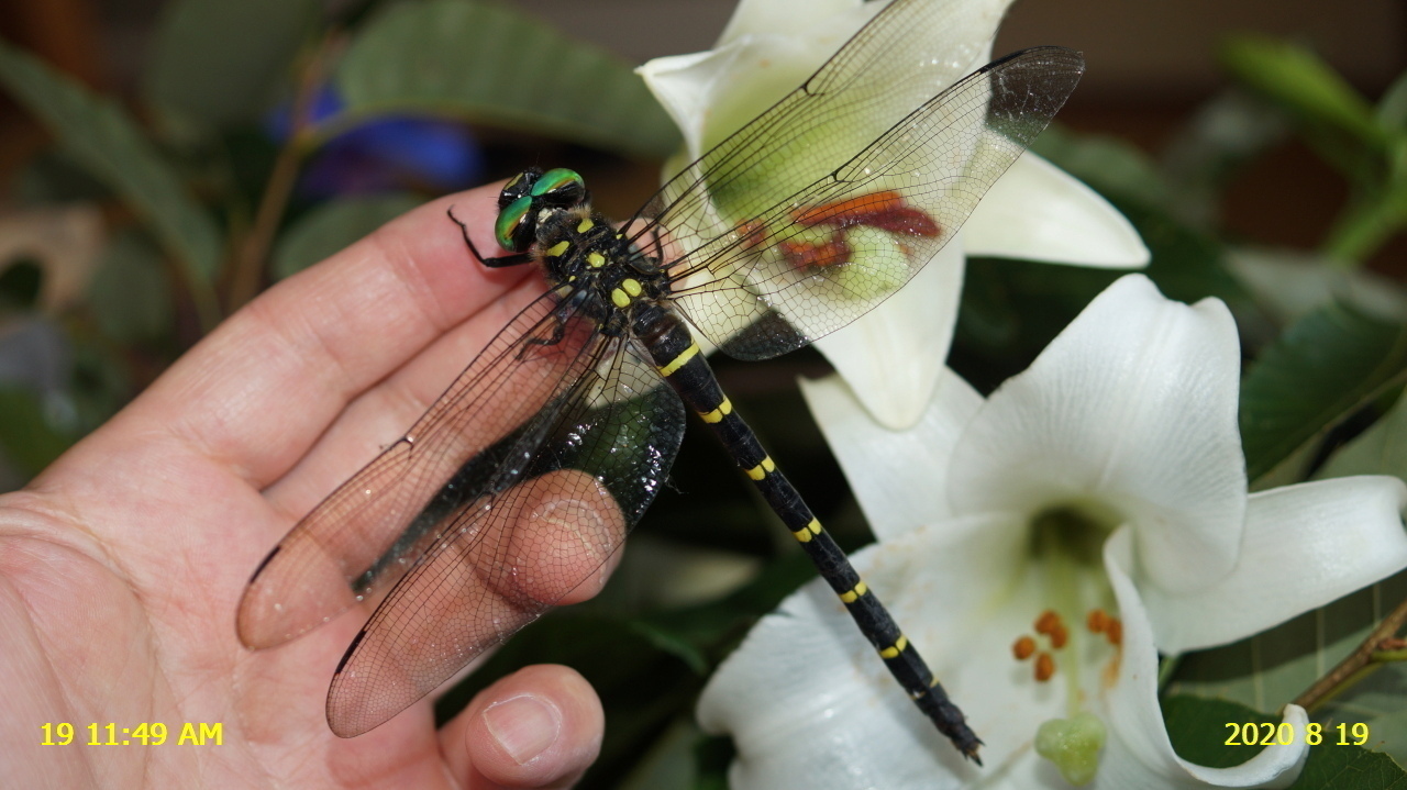 オニヤンマのメスが コンビニのウインドウの中に 新 廿日市市の自然観察 昆虫