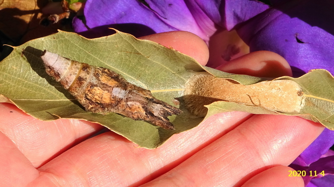 オキナワルリチラシの幼虫と繭、そしてアゲハチョウの蛹です。: 新