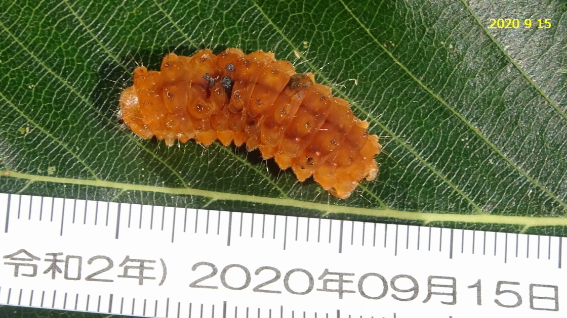 オキナワルリチラシの幼虫と繭、そしてアゲハチョウの蛹です。: 新