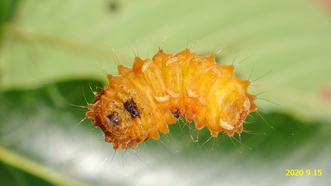 オキナワルリチラシの幼虫と繭、そしてアゲハチョウの蛹です。: 新