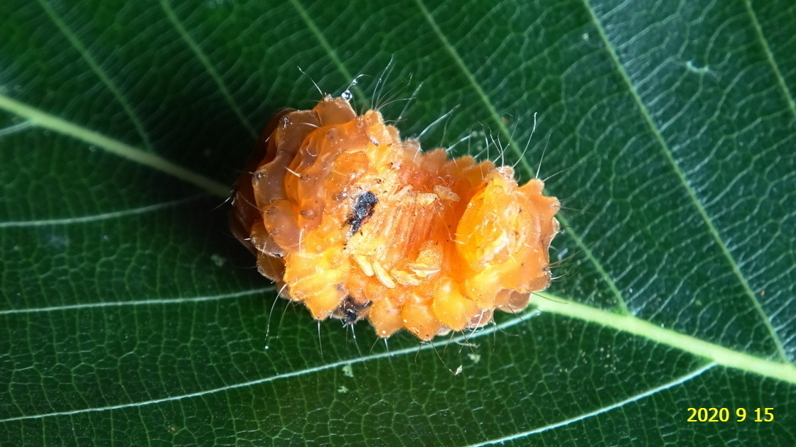 オキナワルリチラシの幼虫と繭、そしてアゲハチョウの蛹です。: 新