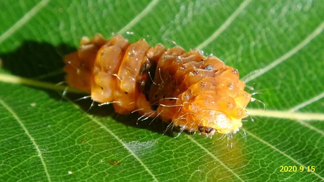 オキナワルリチラシの幼虫と繭、そしてアゲハチョウの蛹です。: 新