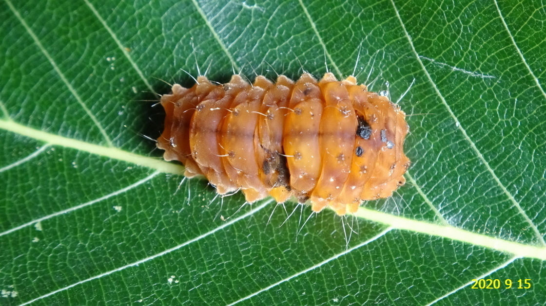 オキナワルリチラシの幼虫と繭、そしてアゲハチョウの蛹です。: 新