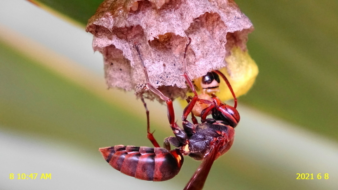 キボシアシナガバチのその後の巣、もう蛹になっていました。: 新 