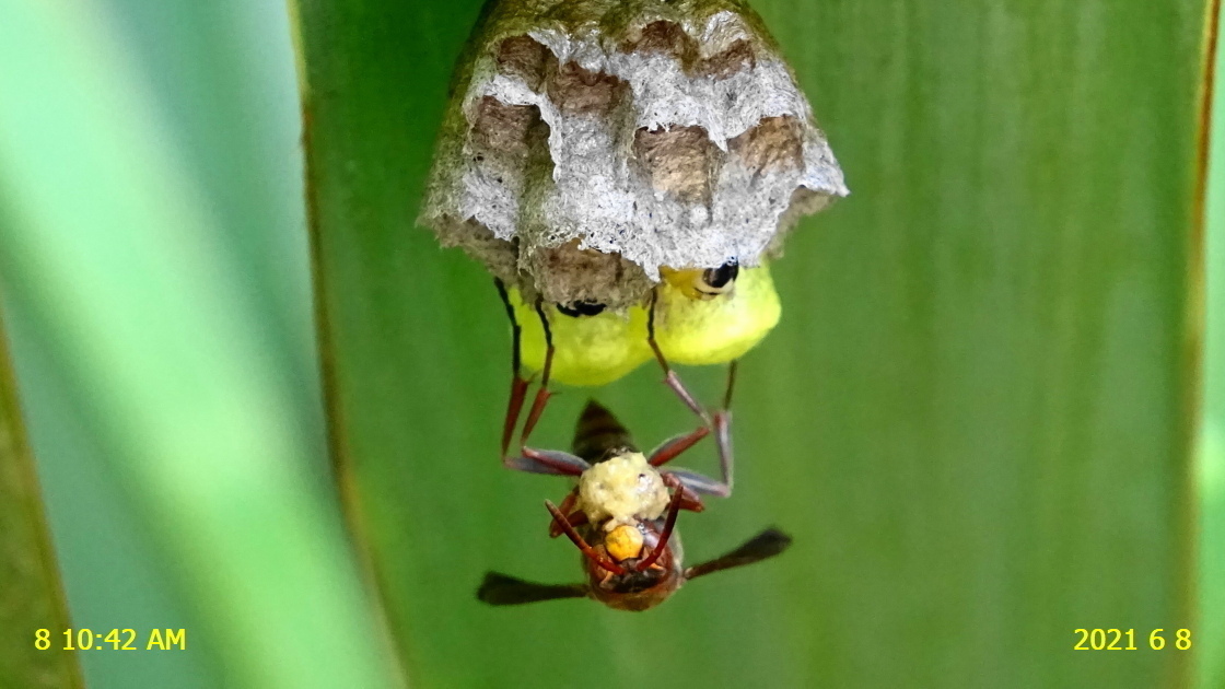 キボシアシナガバチのその後の巣、もう蛹になっていました。: 新 