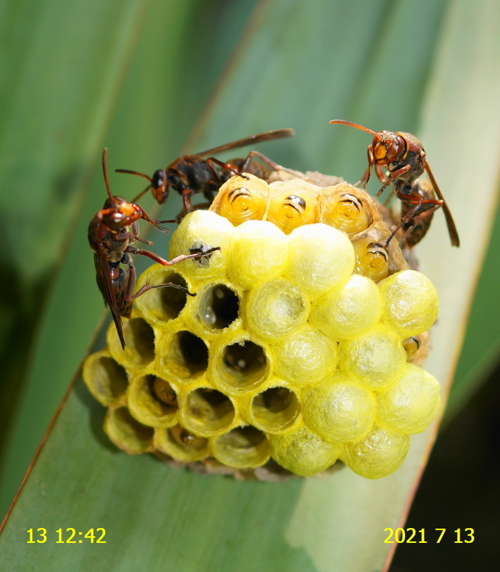 キボシアシナガバチの６回目の観察です もうオス蜂が 新 廿日市市の自然観察 昆虫
