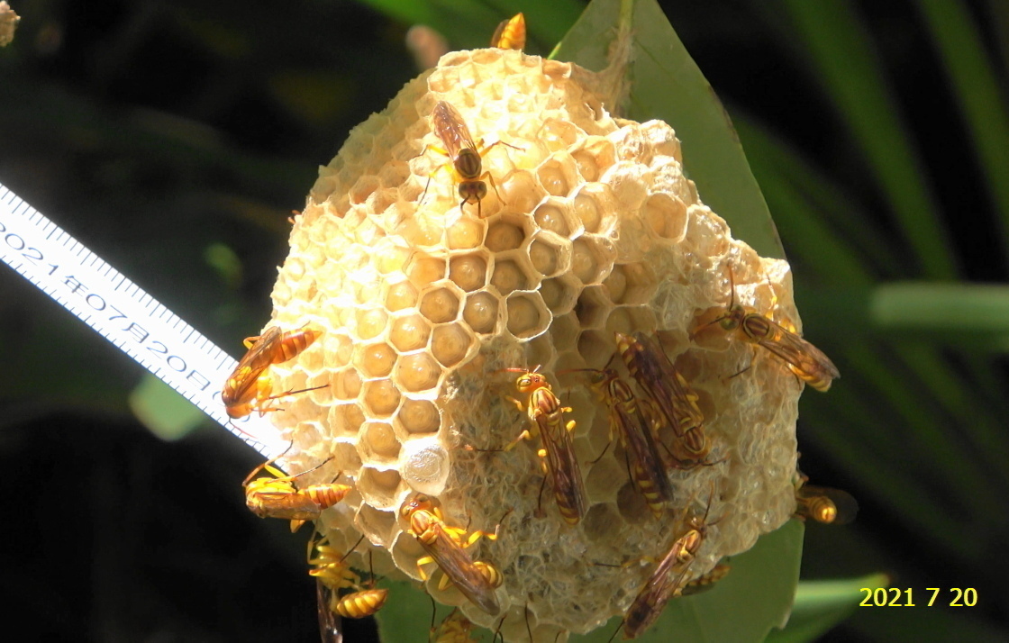 ムモンホソアシナガバチの巣を発見しました 新 廿日市市の自然観察 昆虫