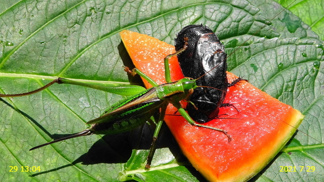 パピリオブッダ（オス、インド・ニルギリ産） パピリオブッダ（1オス