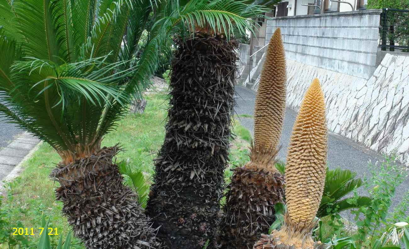 ソテツ（蘇鉄）の雄花: 新・廿日市市の自然観察（昆虫）