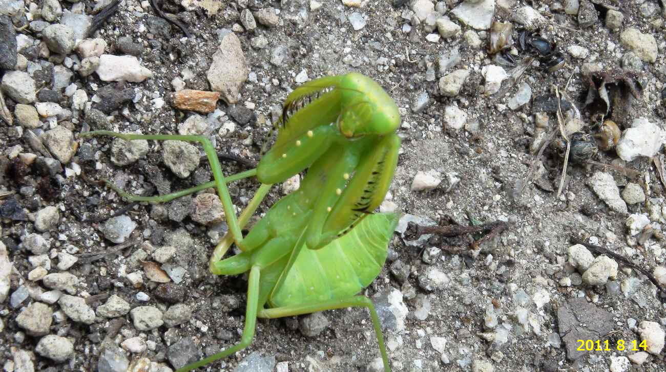 ハラビロカマキリの幼虫 です。: 新・廿日市市の自然観察（昆虫）