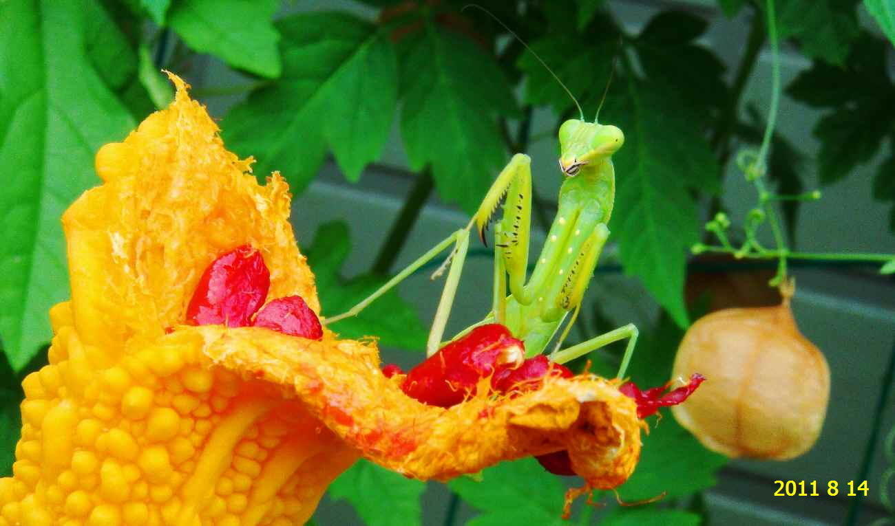 ハラビロカマキリの幼虫 です。: 新・廿日市市の自然観察（昆虫）