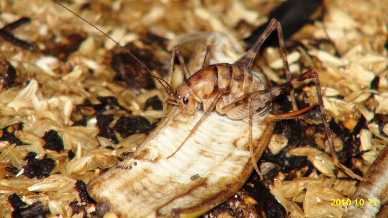 カマドウマ（竈馬） 俗称＝便所コオロギ: 新・廿日市市の自然観察（昆虫）