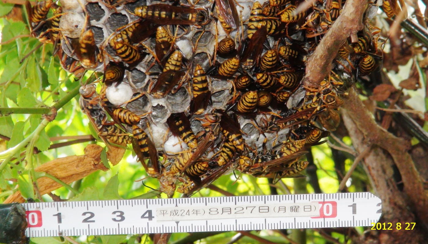 セグロアシナガバチの巣 女王蜂やオス蜂が誕生していました 新 廿日市市の自然観察 昆虫