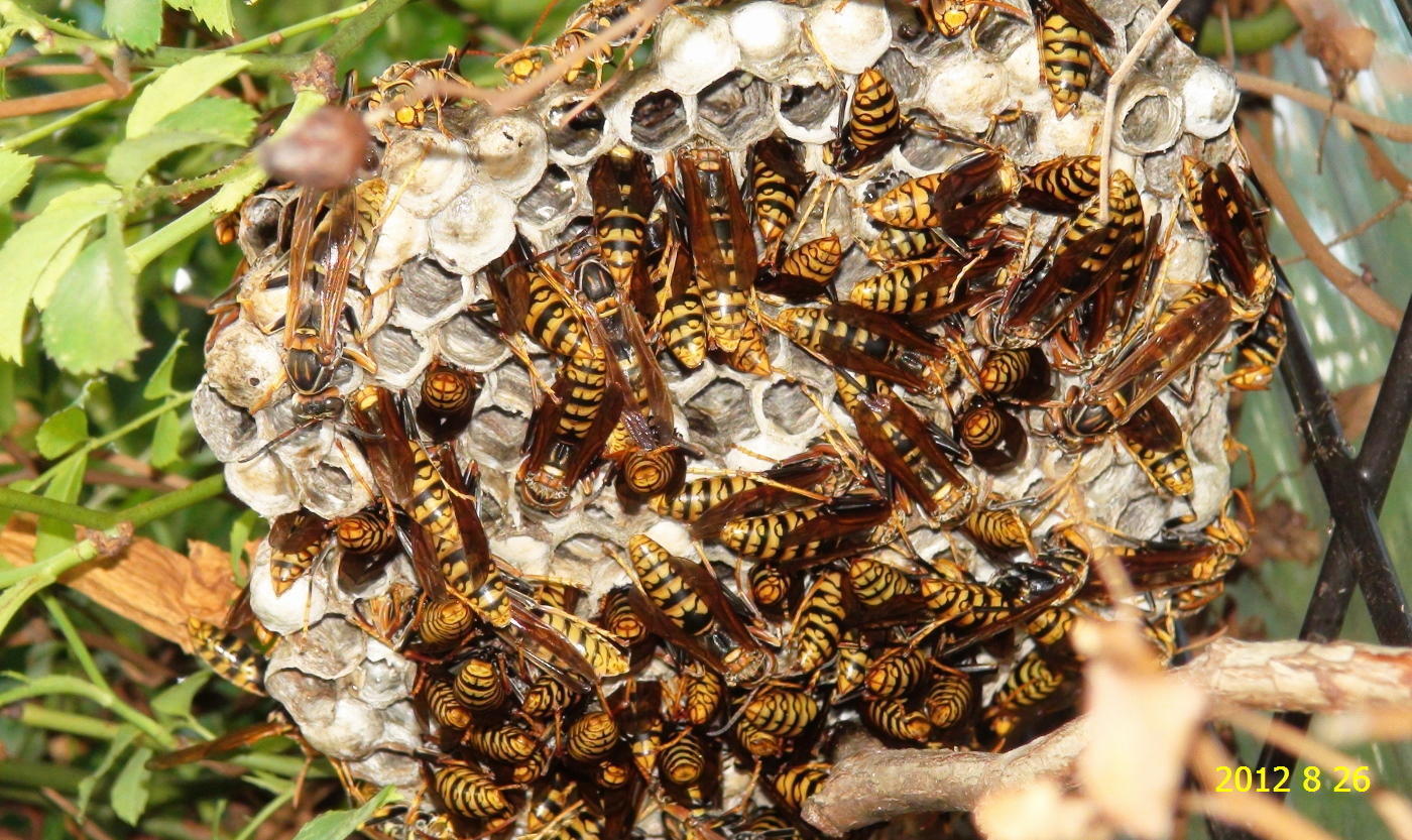 セグロアシナガバチの巣 女王蜂やオス蜂が誕生していました 新 廿日市市の自然観察 昆虫