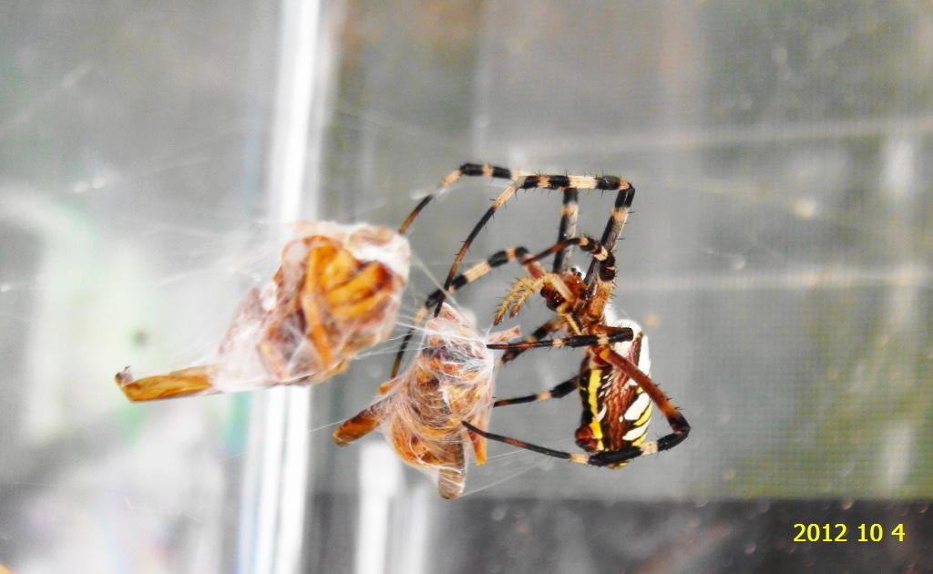 ナガコガネグモ ついにオオスズメバチも食べました。: 新・廿日市市の 