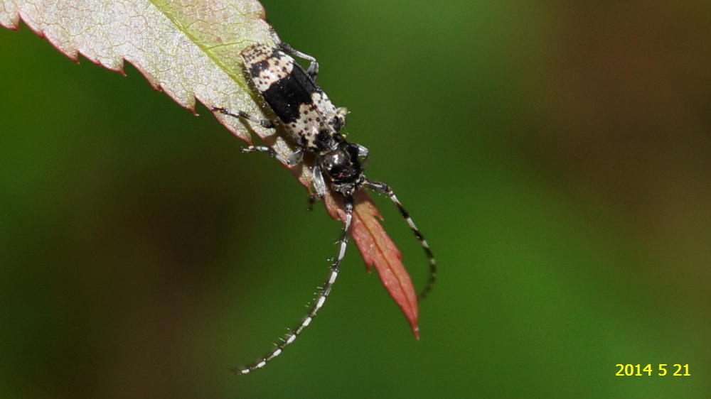 カミキリムシ ５種です。 カミキリムシの種類は多いですね。: 新・廿日市市の自然観察（昆虫）