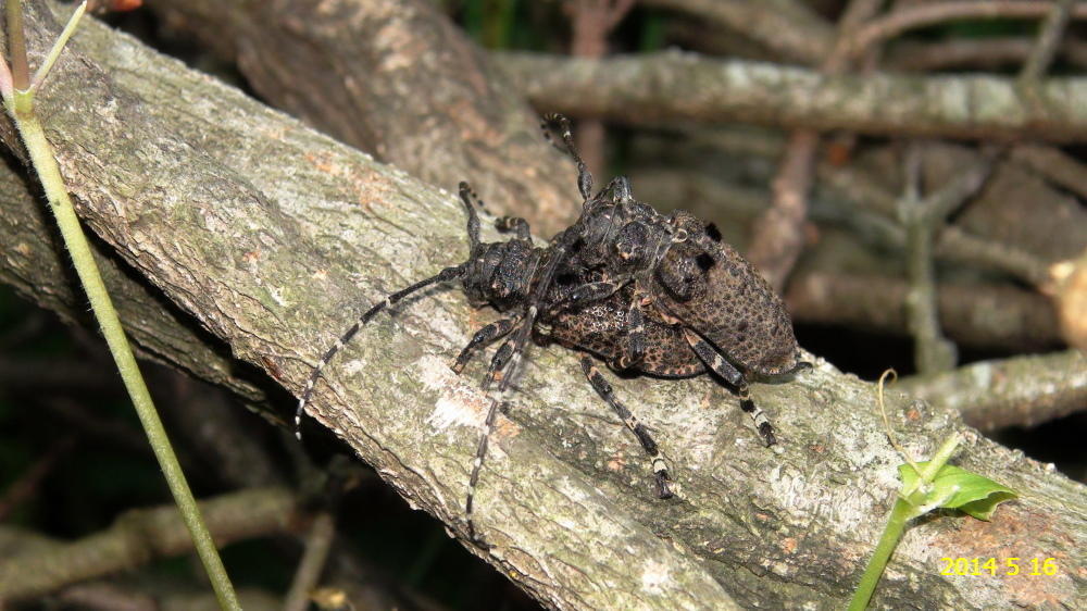 カミキリムシ ５種です。 カミキリムシの種類は多いですね。: 新・廿日市市の自然観察（昆虫）