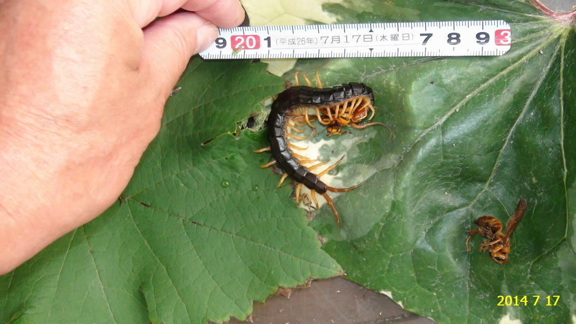 トビズムカデ（鳶頭百足） 日本最大級の猛毒生物 １５㎝にもなります。: 新・廿日市市の自然観察（昆虫）