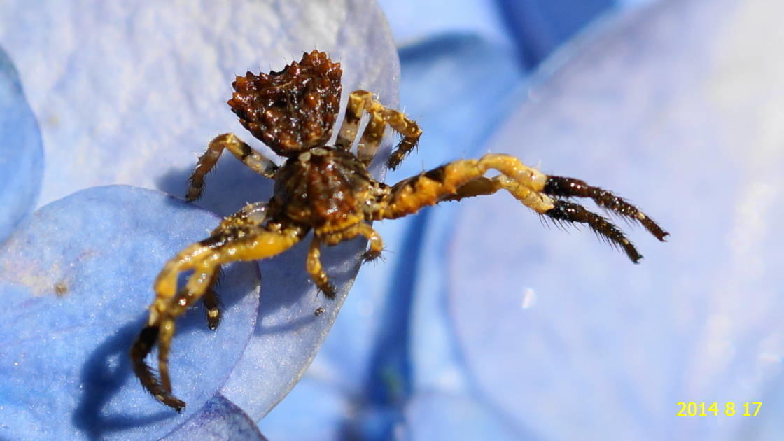 カトウツケオグモ です サソリ か タラバガニ のようでした 広島県では初めてか 新 廿日市市の自然観察 昆虫