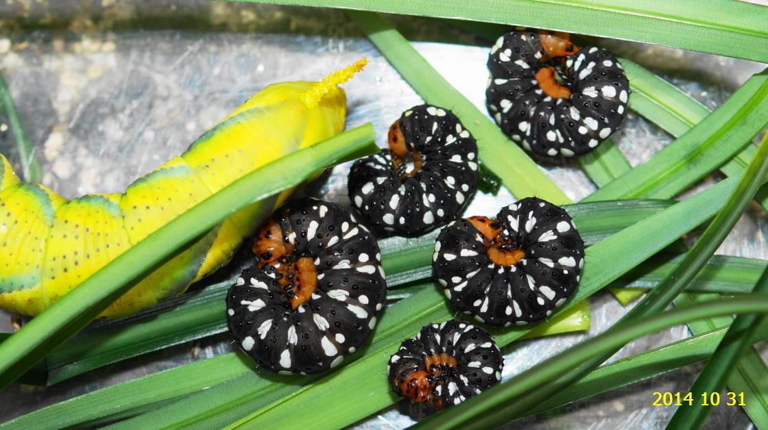 ハマオモトヨトウ の幼虫です あの彼岸花の葉を 食べていました 新 廿日市市の自然観察 昆虫