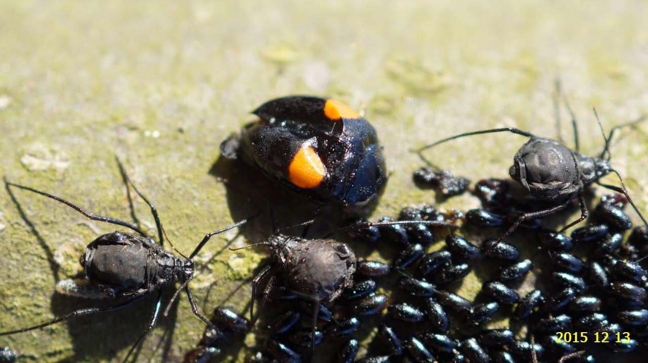 クリオオアブラムシのコロニー と テントウムシ そして ヒラタアブの卵 蛹 です 新 廿日市市の自然観察 昆虫