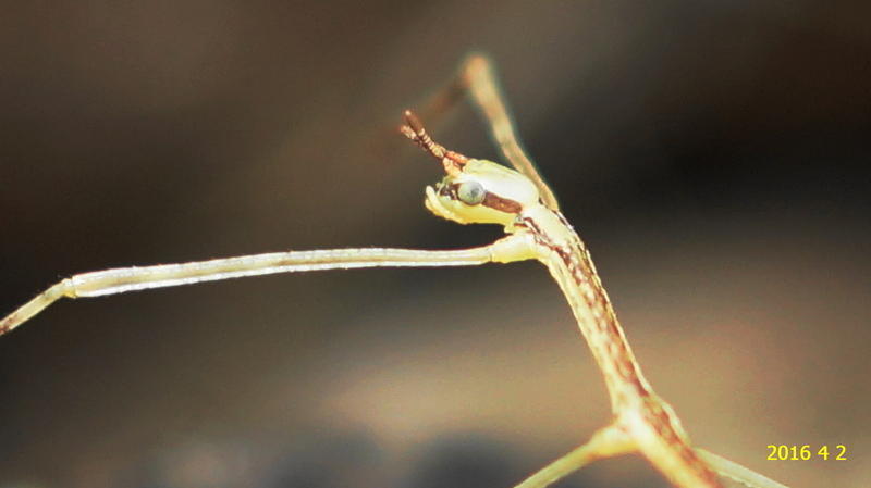 ナナフシモドキの幼虫です。 ５匹の飼育を 始めました。: 新・廿日市市の自然観察（昆虫）