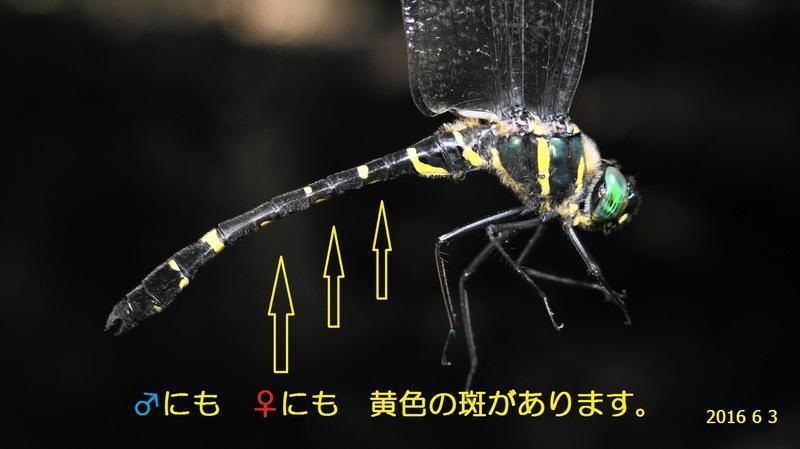 コヤマトンボのオスとクロスジギンヤンマのメス です 新 廿日市市の自然観察 昆虫