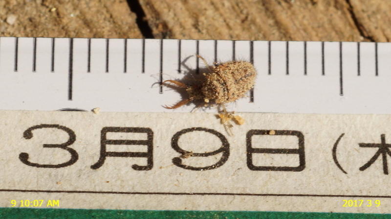 ウスバカゲロウの幼虫、アリジゴクを、2匹見つけました。: 新
