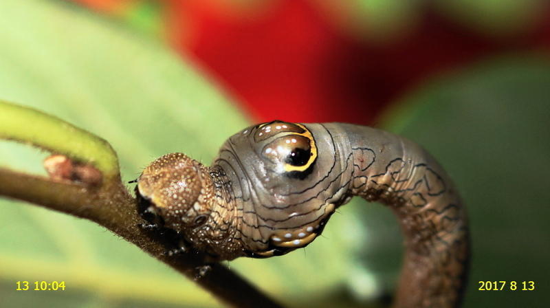 オオゴマダラエダシャクの幼虫です 面白い模様をしています 新 廿日市市の自然観察 昆虫