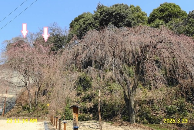 あじな枝垂桜 20250323(1).JPG