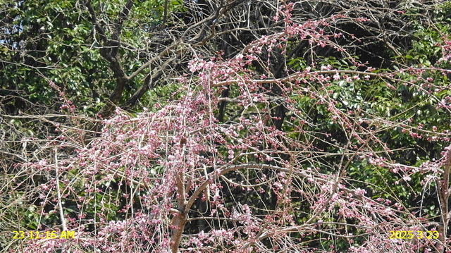 あじな枝垂桜 20250323(3).JPG