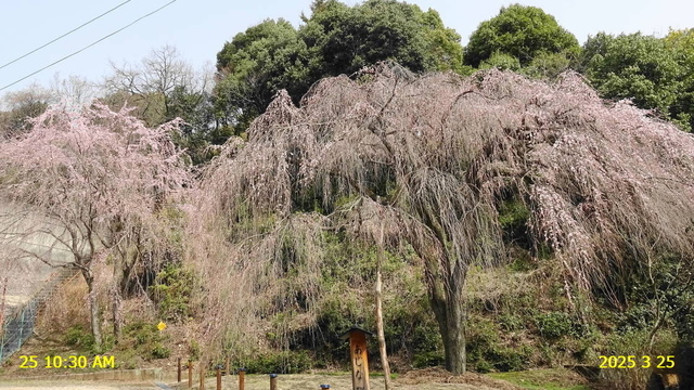 あじな桜開 20250325(1).JPG
