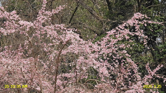 あじな桜開 20250325(3).JPG