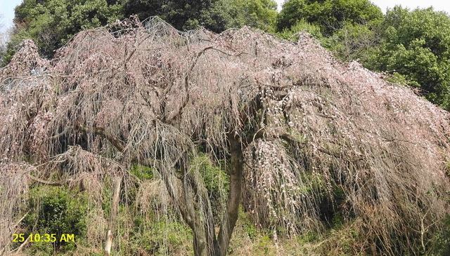あじな桜開 20250325(4).JPG