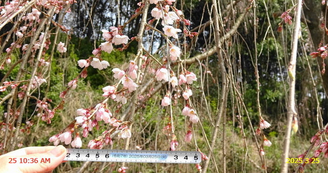 あじな桜開 20250325(5).JPG