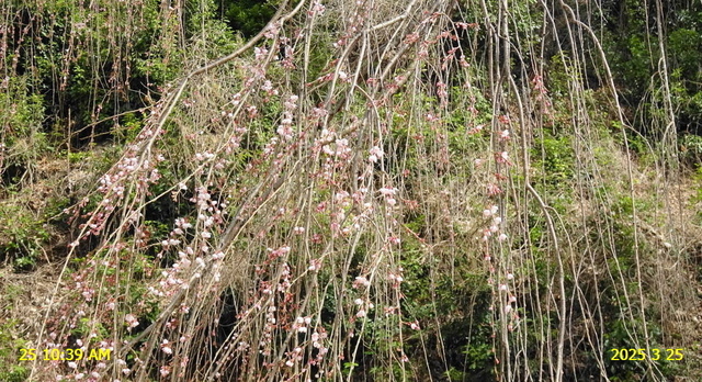 あじな桜開 20250325(6).JPG