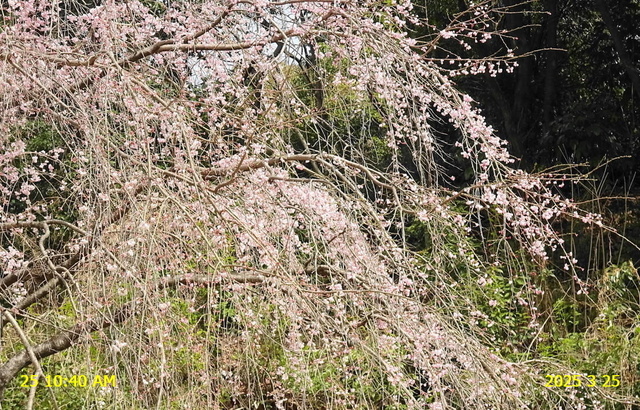 あじな桜開 20250325(7).JPG