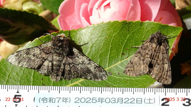 ｱﾄｼﾞﾛｴﾀﾞｼｬｸ♂ 20250322(4).JPG