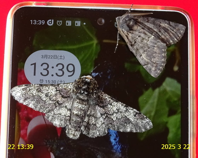 ｱﾄｼﾞﾛｴﾀﾞｼｬｸ♂ 20250322(5).JPG