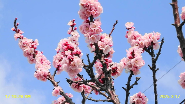 ｱﾝｽﾞの花 20250317(2).JPG
