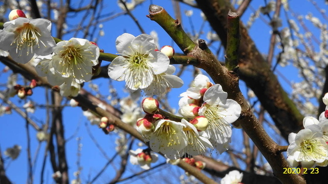 ｳﾒの花 20200213(1).JPG
