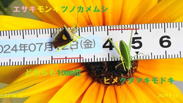 ｴｻｷﾓﾝｷﾂﾉｶﾒﾑｼ 20240712(3).JPG