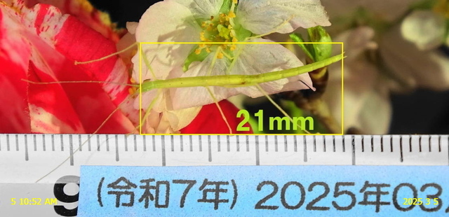 ｴﾀﾞﾅﾅﾌｼ 20250305(2).JPG