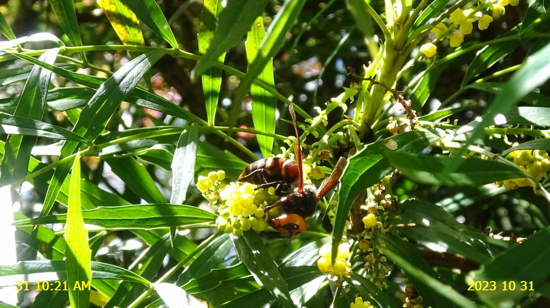 オオスズメバチが、ホソバヒイラギナンテンの花で十数匹が吸蜜を