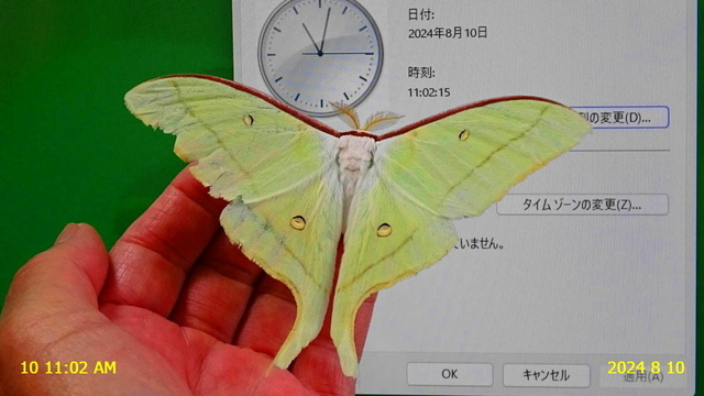 ｵｵﾐｽﾞｱｵ♂ 20240810(1).JPG