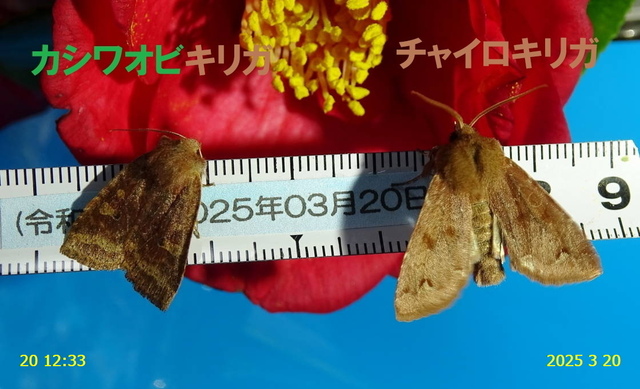 ｶｼﾜｵﾋﾞｷﾘｶﾞ 20250320(1).JPG