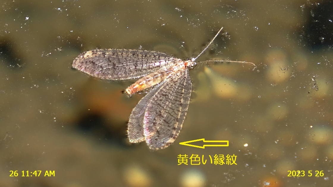 カスリヒロバカゲロウ 森の池に数匹の死骸が！: 新・廿日市市の